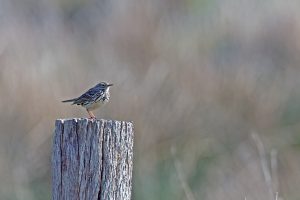 bird, songbird, meadow pipit-7513802.jpg