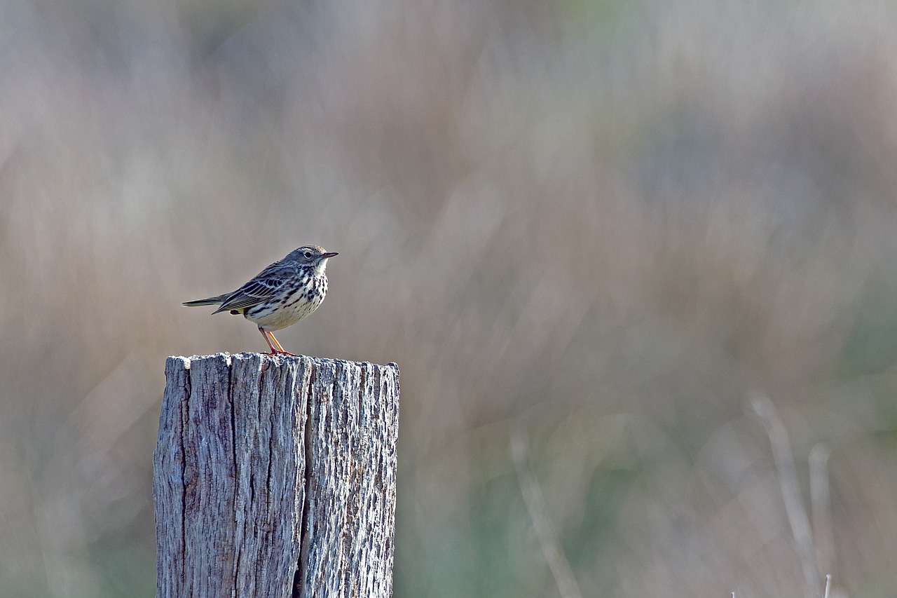 bird-songbird-meadow-pipit-7513802